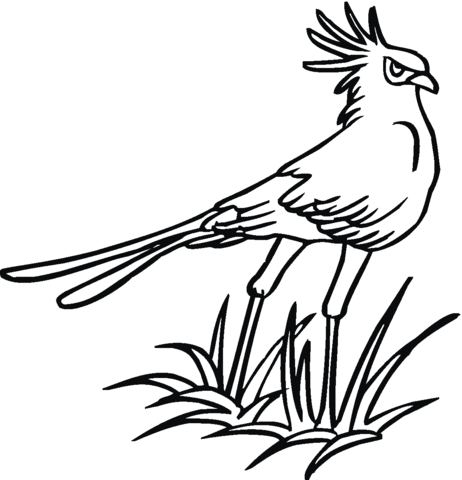 Secretary Bird Coloring Page